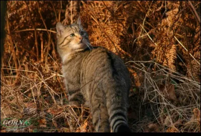 Qu'est-ce qu'un chat forestier ?