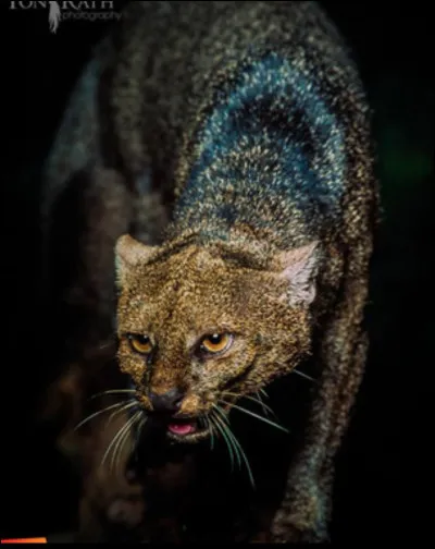 Quel est l'autre nom du chat-loutre ?