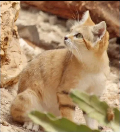 Le chat des sables et le fennec sont le même animal.