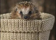 Quiz Connaissez-vous bien les animaux ?