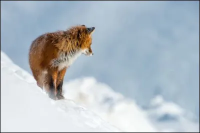 Les renards sont-ils des animaux nocturnes ?