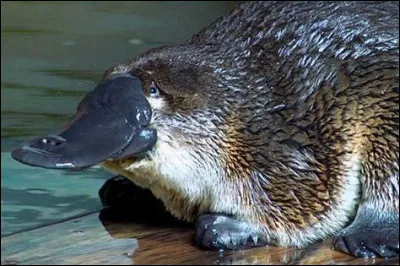 L'ornithorynque est-il venimeux ?