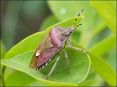Attention, les suffixes peuvent être trompeurs. Ainsi, parmi tous ces noms en -ptère, un intrus se cache. Lequel ?
