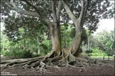 Nature : Quel arbre se trouve dans le parc botanique de Calcutta et se trouve être l'un des deux plus grands au monde ?