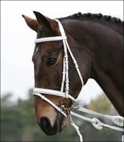 Qu'est-ce qui ne fait pas partie de l'équipement du cheval ?