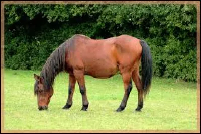 Comment appelle-t-on un cheval mâle ?