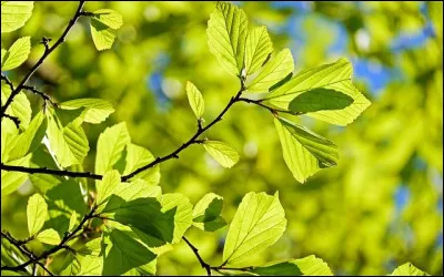 Grace à quel pigment les plantes réalisent-elles la photosynthèse ?
