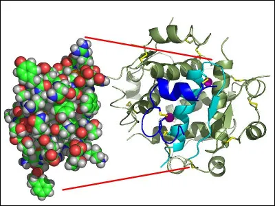 Quelle hormone est responsable de la régulation du taux de sucre dans le sang ?