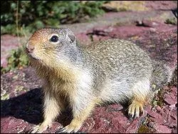 Quel est cet animal ?