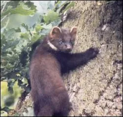 Trs apprci des fourreurs, quel est son nom ?