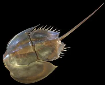 Comment l'appelle t-on ?