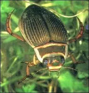 Quel est cet insecte ?