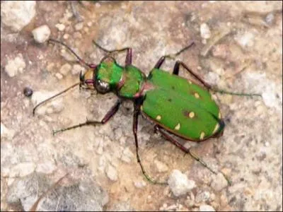 Comment se nomme ce coloptre ?