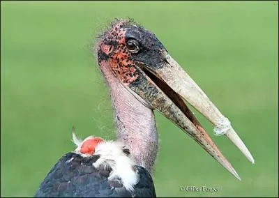 Quel est le nom de ce grand chassier ?