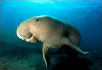 Comment se nomme cet animal ?