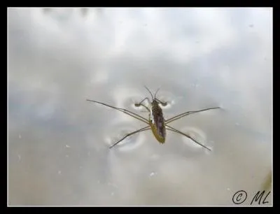 A quel genre appartient-il ?