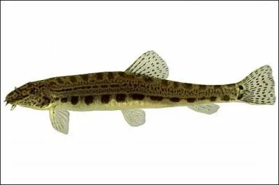 Comment nomme t-on ce poisson ?