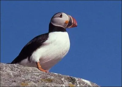 Comment se nomme cet oiseau ?