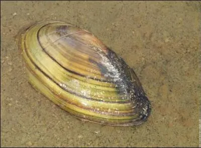 Comment s'appelle ce mollusque ?