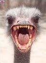 Quiz Animaux