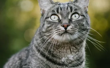 Quiz Animaux