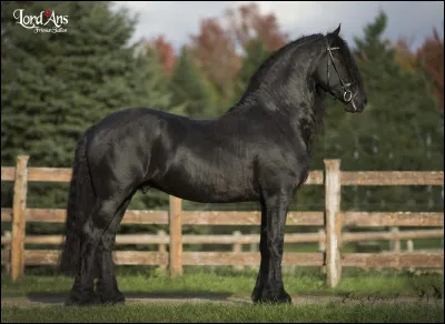 Et enfin, quels sont ses traits de caract&egrave;res pr&eacute;dominants ?