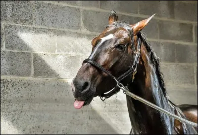 Quelle grandeur veux-tu pour ton poney/cheval ?