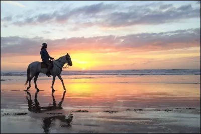 Quel est ton niveau en matière d'équitation ?