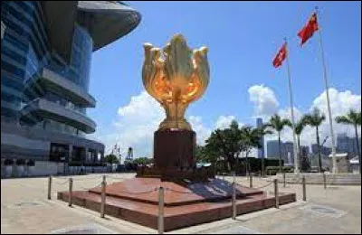 Culture : Quelle fleur symbolise la ville de Hong Kong ?