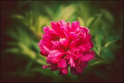 Si la tonalité rose est en rapport avec une victoire franco-sarde, quelle est-elle ?