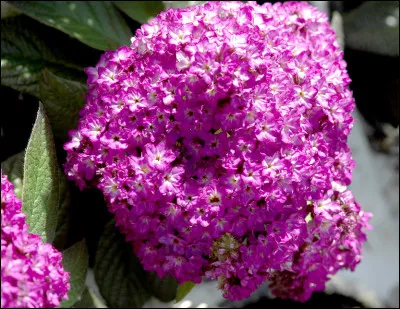 Rose vif pour une fleur du Pérou.