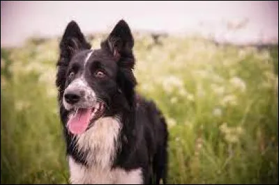 BONUS : D'où vient le border collie ?
(plusieurs réponses)