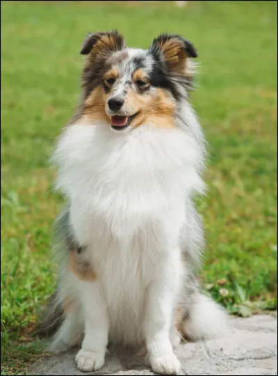 Quelle est la race de ce chien ?