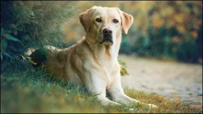 Quelle est la race de ce chien ?