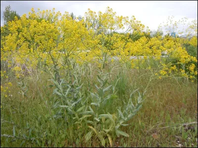 Sous quel nom est plus connu Jules Bazile ?