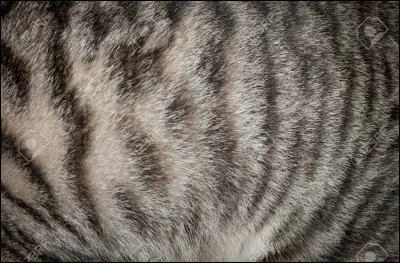 Tu aimerais être un chat...