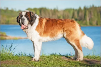 De quelle race est le chien sur cette photo ?