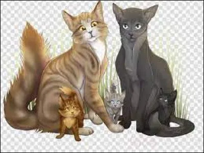 Chasseur de Fauve est l'un des meilleurs guerriers de son clan. Il est puissant, rapide et silencieux lorsqu'il chasse. Il est aimable et attentionné. Quelle serait donc sa compagne ?