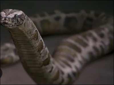 D’o&ugrave; vient le boa constrictor que Harry a aper&ccedil;u au zoo ? (M&ecirc;me s'il est n&eacute; &agrave; la m&eacute;nagerie)