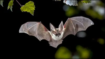La chauve-souris dort...