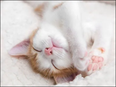 Le chaton dort...
