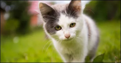 Le chat voit-il dans la nuit ?