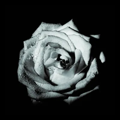 Quel animal arrive à se repérer dans le noir grâce à ses moustaches ?