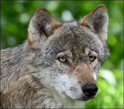 Quand on te dit ''loup-garou'', tu penses &agrave;...