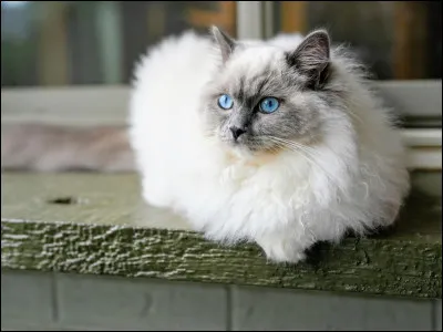 Quel exploit ont accompli ensemble Plume d'Aiguilles et C�ur d'Aulne ?