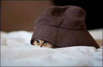 Les chatons dorment plus qu'ils ne jouent.