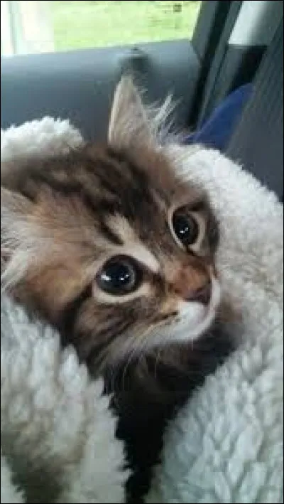 Les chats voient dans le noir.