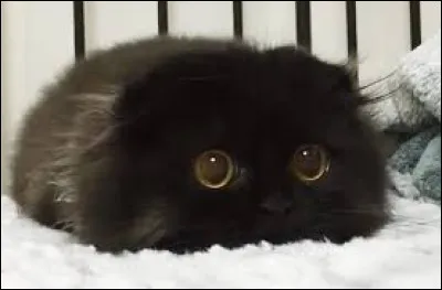 Les chats ne mangent pas de mouches.