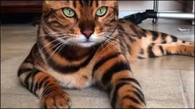 Les chats peuvent éternuer.