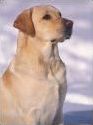 Quiz Races de chiens